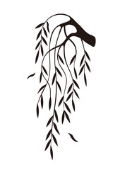 Weeping Willow tree branch silhouette.
Illustration of melancholy motive. Isolated on white background. Vector available.