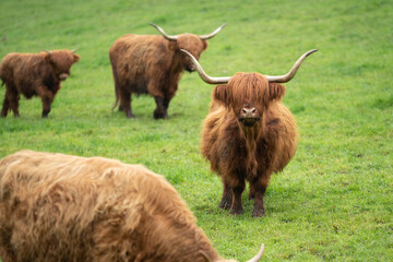 Highland cattle with long horns and a long shaggy coat