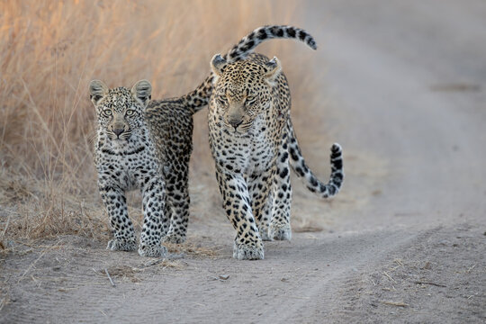 A mother leopard and her cub, Panthera pardus, walk along a sand road