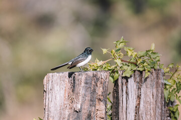 Willie Wagtail bird sitting on a post. 