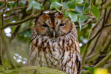 Tawny Owl