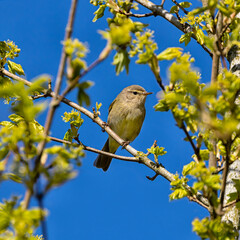 Chiffchaff on a branch