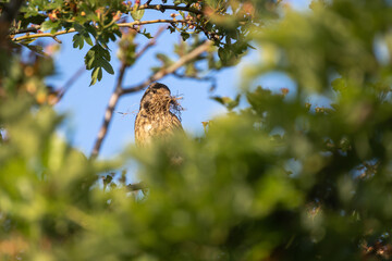 Linnet