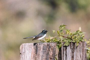Willie Wagtail bird sitting on a post. 