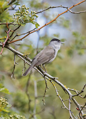 Blackcap
