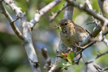 Baby Chiffchaff with food