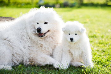 Adult male Samoyed dog with puppies walk on grass