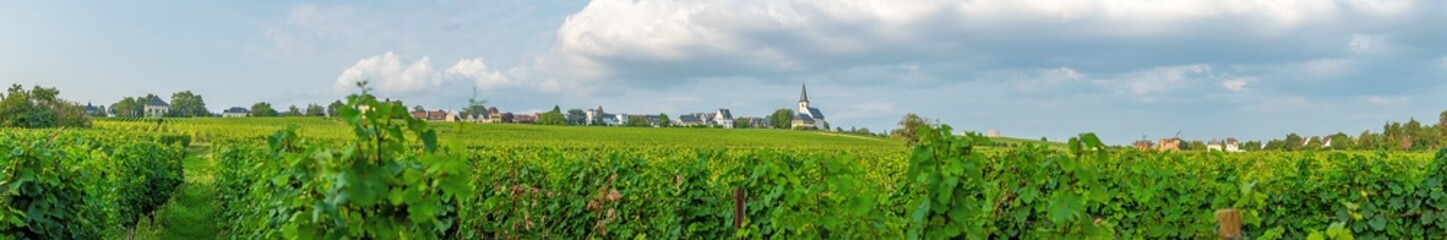 Fototapeta na wymiar View over vineyards to the church of Peter and Paul in the small Hessian town of Hochheim in the Rhine-Main area
