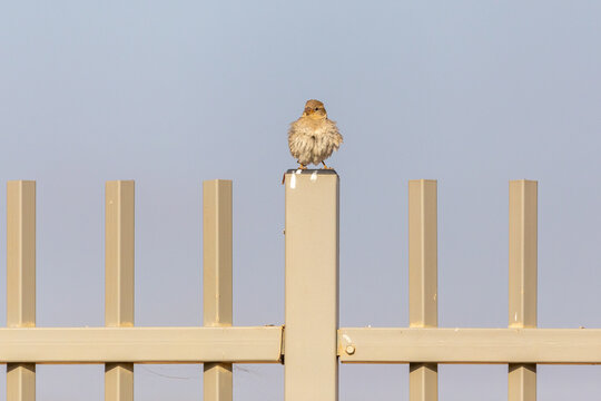 The single disheveled sparrow on a metal fence at morning