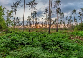 Scene of a sunset in a pine forest with fern on the ground taken against the sunlight