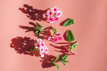 Exotic pink flowers, twigs and leaves close-up. Delicate summer flourish on a paper background. Hard light and long shadows image