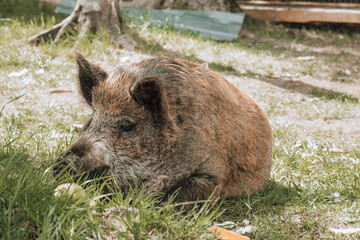 wild boar in the grass