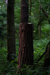 Fototapeta premium Dead Tree in the Forest 