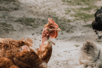 chicken in a farm