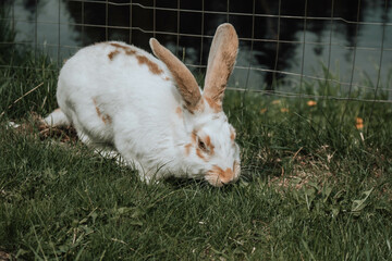 rabbit on the grass