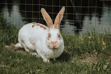 white rabbit on grass