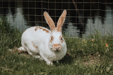 white rabbit on grass