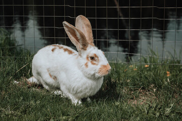 white rabbit on grass
