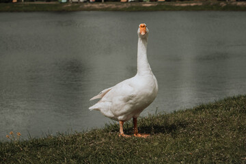 Naklejka na ściany i meble white goose on the lake