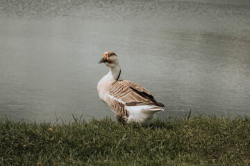 goose on the lake