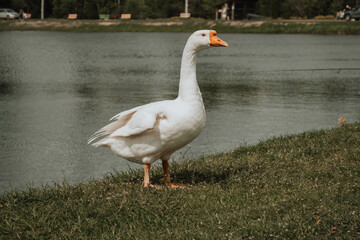 goose on the lake