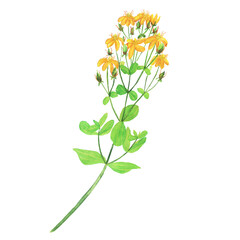 Hypericum perforatum plant isolated on white background. Watercolor hand drawn illustration. St Johns wort. Yellow flowers on branch.