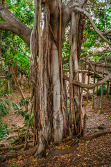 Fototapeta premium Tropical landscape with fig trees with huge roots in Balboa Park, san Diego