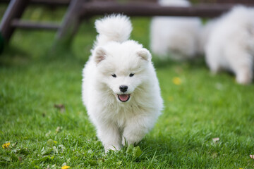 Adorable Samoyed puppy running on the lawn