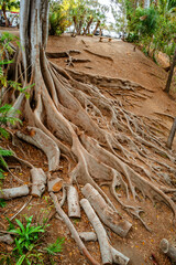 Tropical landscape with fig trees with huge roots in Balboa Park, san Diego