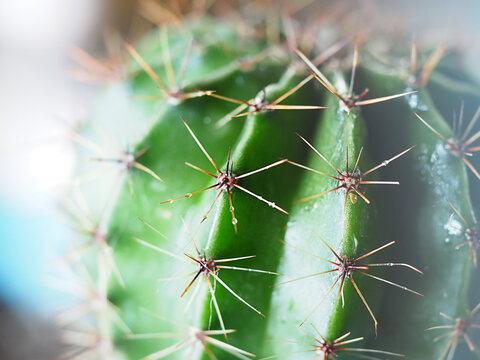 cactus with spines close-up, horizontal image abstract background in pastel colors, soft focus with shallow depth of field