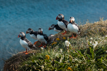 Colorful group of beautiful puffin birds from Iceland, shot on a sunny day. Frontal view on a green ledge.