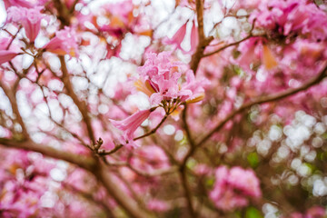 Pink blooming flowers on a tree. Natural background