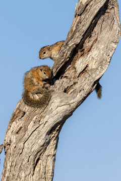 Two tree squirrels, Paraxerus cepapi, sit on a branch, blue sky background