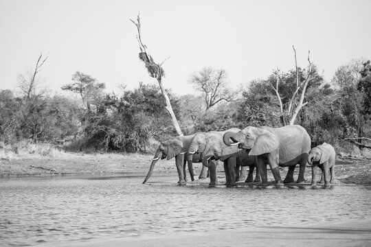 A herd of elephant, Loxodonta africana, stand and drink from a water hole, in black and white