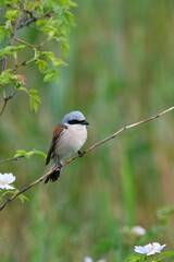 Neuntöter in der Oberlausitz
