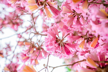 Pink blooming flowers on a tree. Natural background