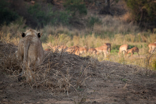A lioness, Panthera leo, stalks a herd of impala, Aepyceros melampus