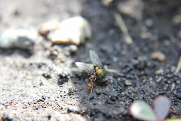 Ant carrying a dead fly