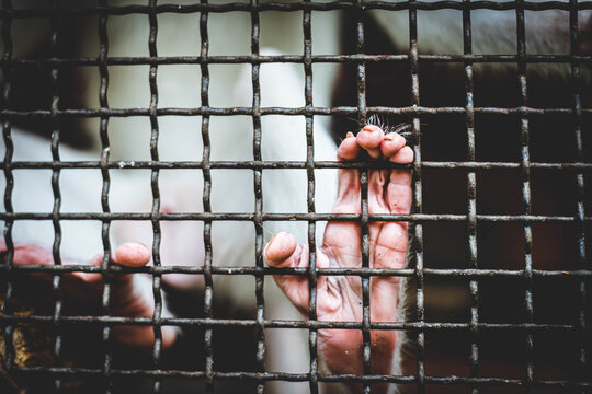 a monkey feeling loneliness and sadness behind jail. the eyes of a monkey as a result of being placed in a cage in the zoo
