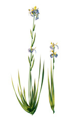 3D Rendering Water Iris on White