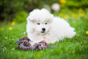 Fluffy white Samoyed puppy dog is playing with toy