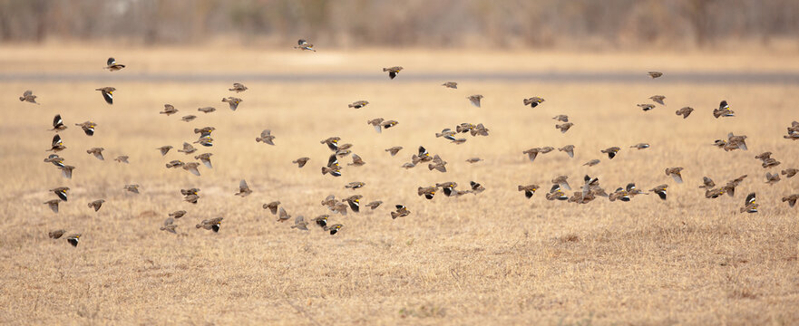 A flack of red billed quelea, Acinonyx jubatus, fly above a dr grass clearing