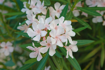 photo of flowers in a flower bed