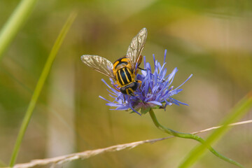 bumblebee collects honey and nectar from flower