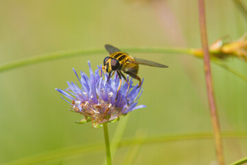 bumblebee collects honey and nectar from flower