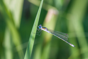 young dragonfly sitting on a plant