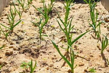 onion in the field