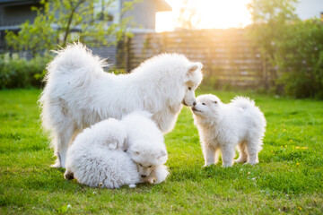 Beautiful family Female Samoyed dog with puppies