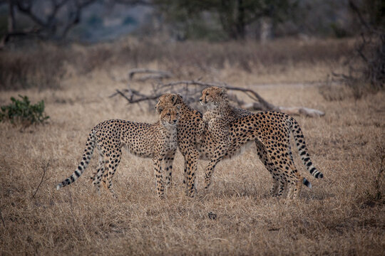 Three cheetah, Acinonyx jubatus, stand together on dry short grass