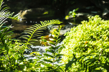 Close up green Fern leaf with water background. Fern leaves pattern background. Tropical green leaf  texture 